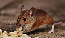 Find Exterminators in Gaston County